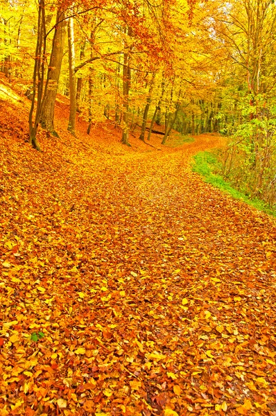 Otoño vivo dorado en el bosque —  Fotos de Stock