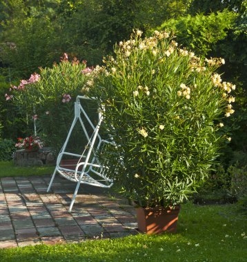 Tencerede canlı taze çiçekler