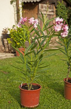 Tencerede canlı taze çiçekler