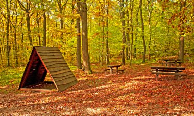 Ormandaki altın canlı sonbahar
