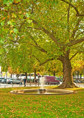 Ormandaki altın canlı sonbahar