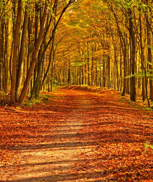 Golden vivid autumn in forest — Stock Photo, Image