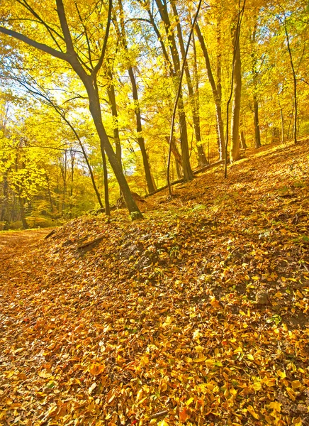 Gouden levendige herfst in het bos — Stockfoto