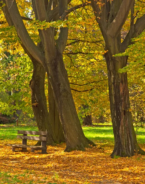 Autunno vivido dorato nella foresta — Foto Stock