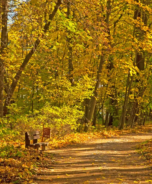 Zlatý podzim živé v lese — Stock fotografie