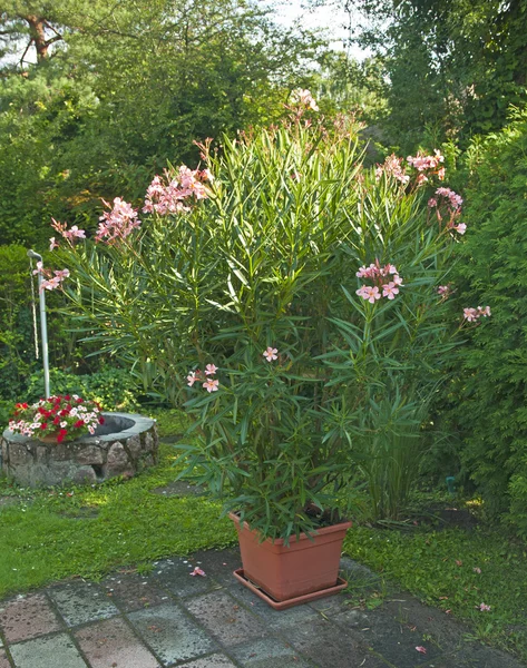 Levande blommor i kruka — Stockfoto