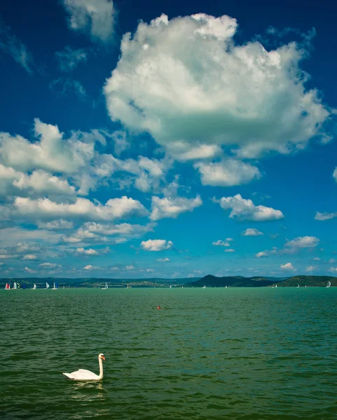 White swan on a lake — Stock Photo, Image