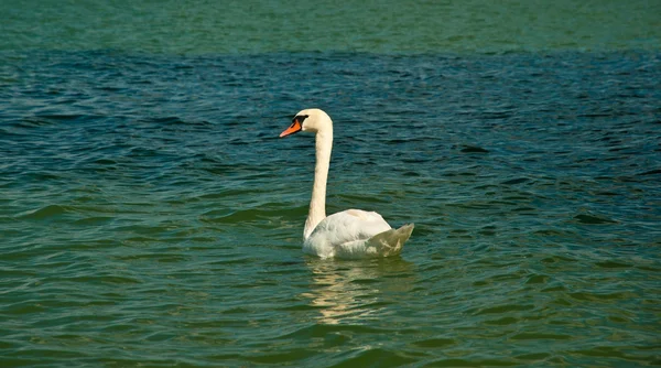 Белый лебедь на озере — стоковое фото