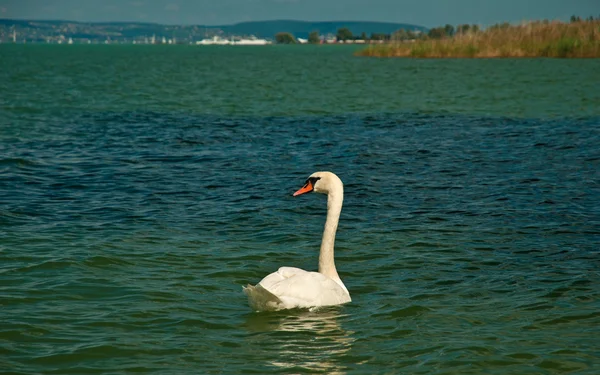 Fehér hattyú a tavon — Stock Fotó