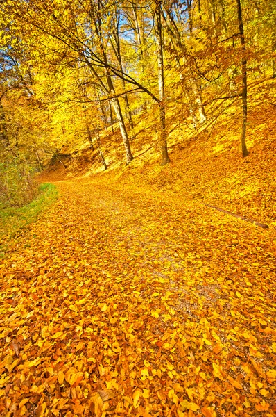 Złotej jesieni żywe w lesie — Zdjęcie stockowe