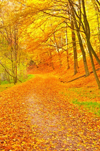 Golden vivid autumn in forest — Stock Photo, Image