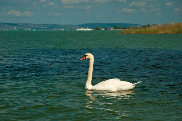 Bílá labuť na jezeře — Stock fotografie