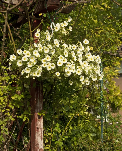 Hermosas flores vívidas coloridas — Foto de Stock