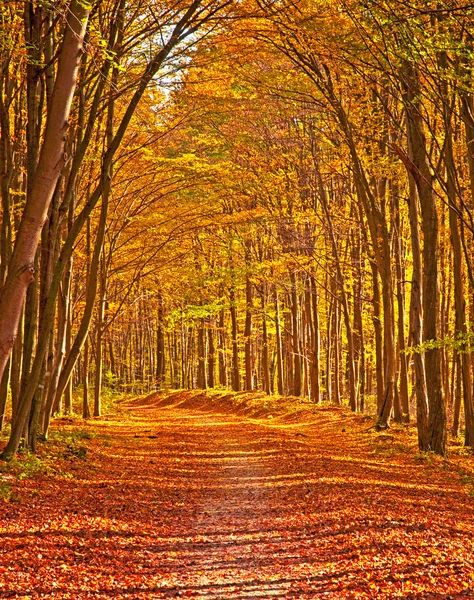 Golden vivid autumn in forest — Stock Photo, Image
