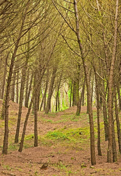 Gyllene levande höst i skogen — Stockfoto