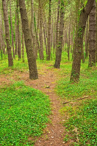 Gyllene levande höst i skogen — Stockfoto