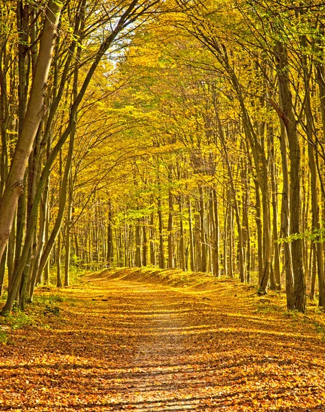 Golden vivid autumn in forest — Stock Photo, Image