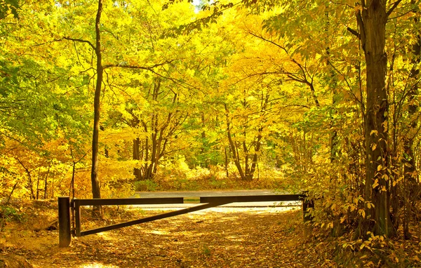 Outono vívido dourado na floresta — Fotografia de Stock