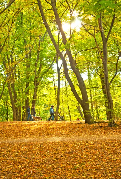 Golden vivid autumn in forest — Stock Photo, Image