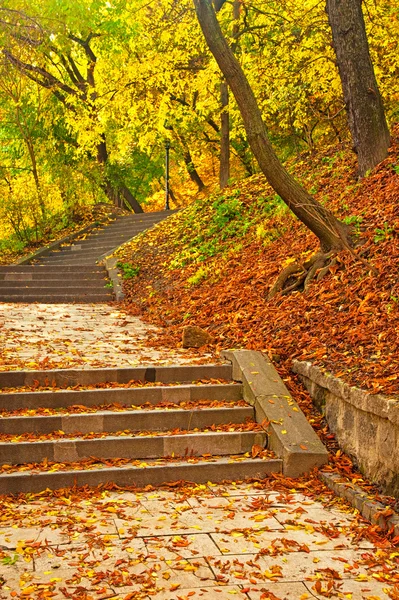 Autunno vivido dorato nel parco — Foto Stock