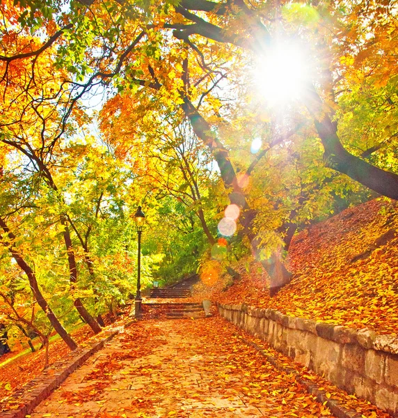 Autunno bellissimo parco — Foto Stock