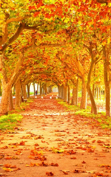 Herbstlich schöner Park — Stockfoto