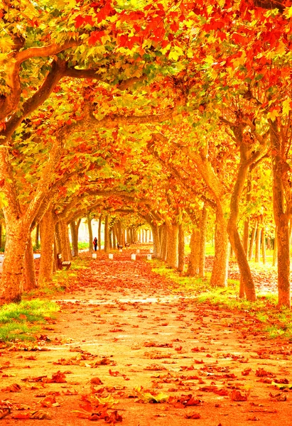 Autunno bellissimo parco — Foto Stock