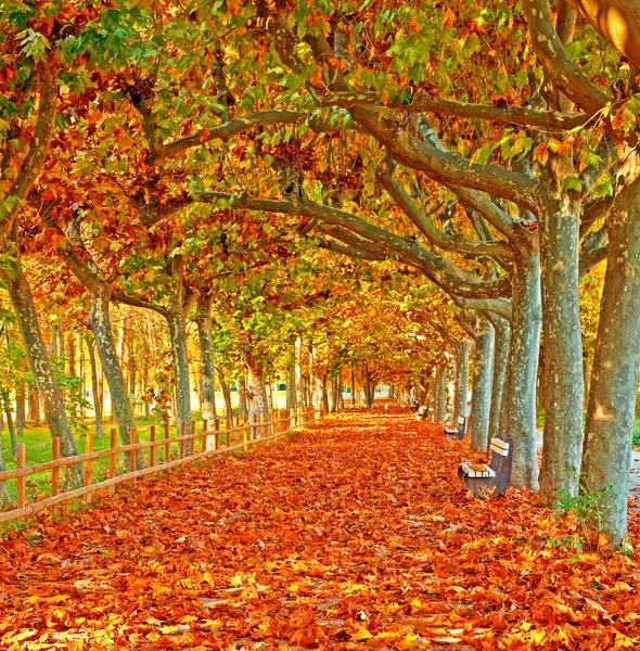 Herbstlich schöner Park — Stockfoto