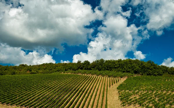 Nice vineyard in Italy — Stock Photo, Image