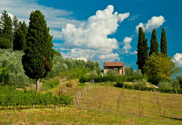 Típico paisaje toscano — Foto de Stock