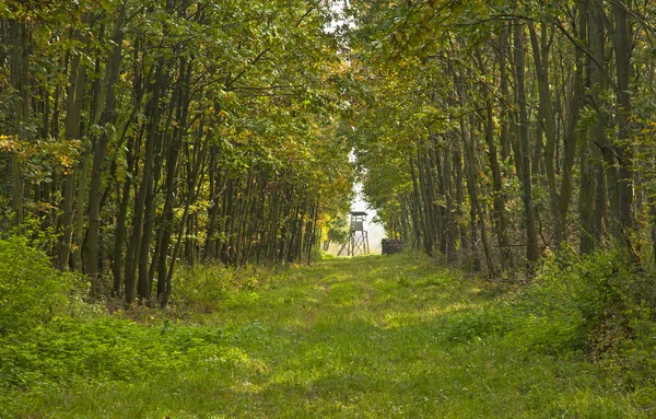 Malebná cesta v lese — Stock fotografie