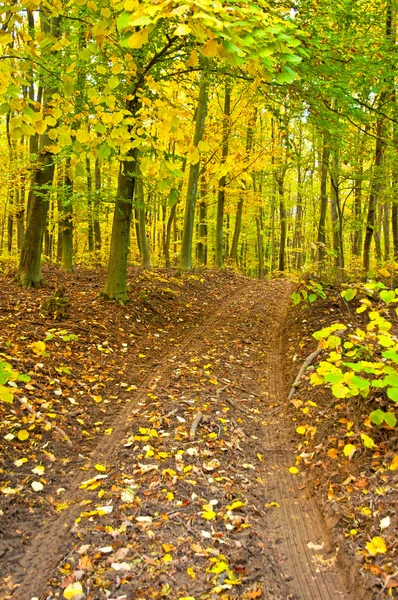 Goldener, lebendiger Herbst im Wald — Stockfoto