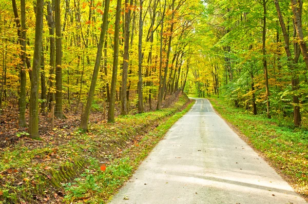 Goldener, lebendiger Herbst im Wald — Stockfoto