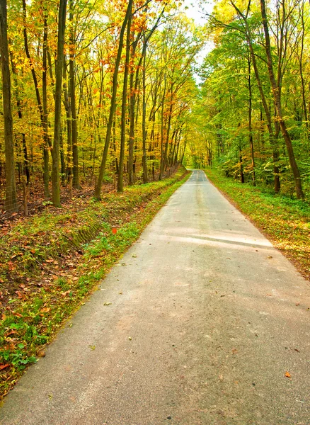 Autunno vivido dorato nella foresta — Foto Stock