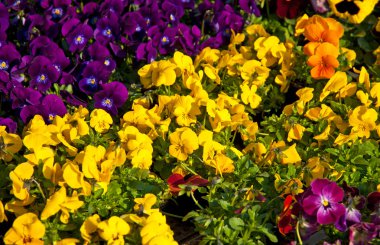 güzel renkli çiçekler