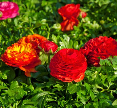 güzel renkli çiçekler