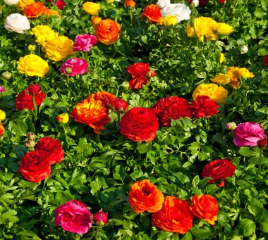 güzel renkli çiçekler