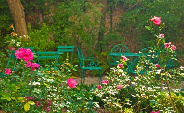 Güneşli günde rahat gül graden