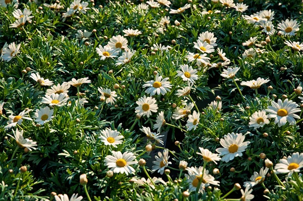 Lindas flores coloridas — Fotografia de Stock