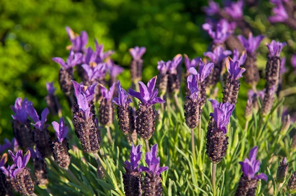 Lindas flores coloridas — Fotografia de Stock