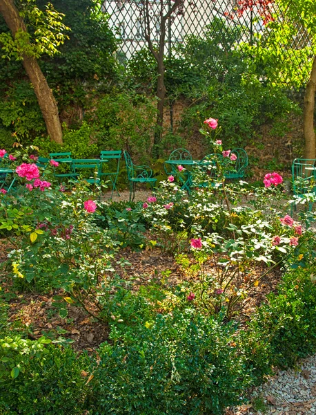 Gemütliches Rosengraden an sonnigem Tag — Stockfoto