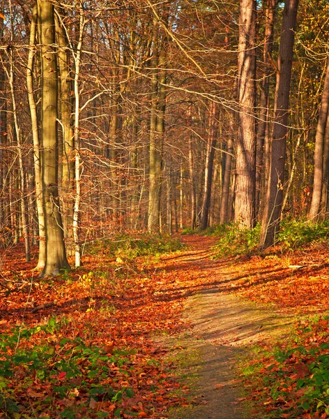 Automne doré et vif en forêt — Photo