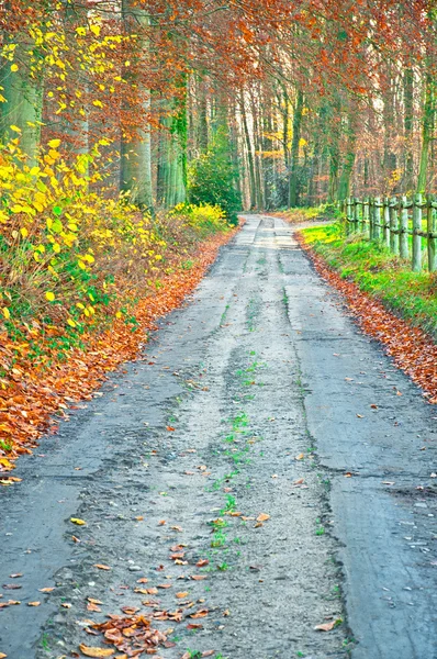 Autunno vivido dorato nella foresta — Foto Stock