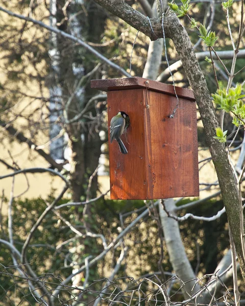 Caja de Nestin colgando en el árbol — Foto de Stock