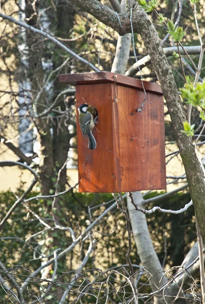 Caja de Nestin colgando en el árbol — Foto de Stock