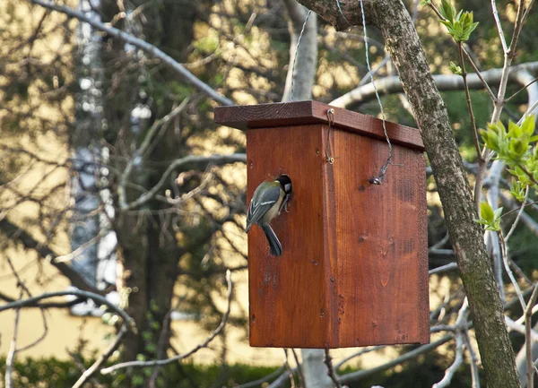 Caja de Nestin colgando en el árbol — Foto de Stock