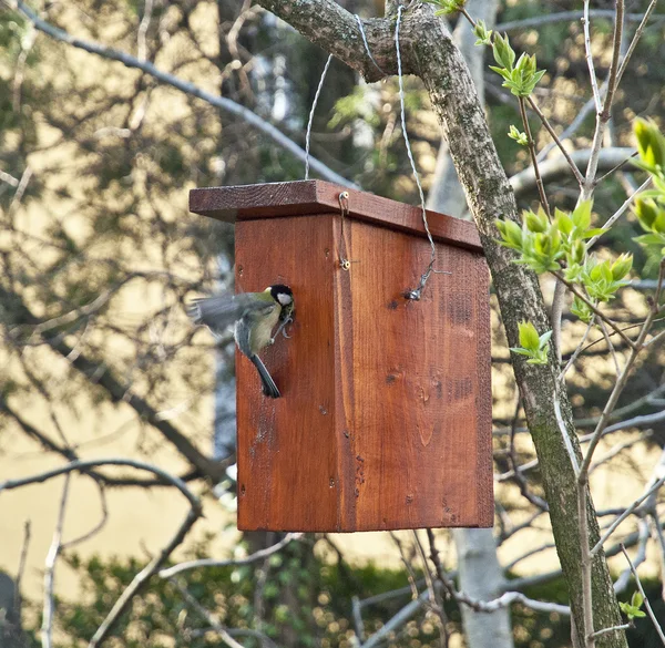 Caja de Nestin colgando en el árbol — Foto de Stock