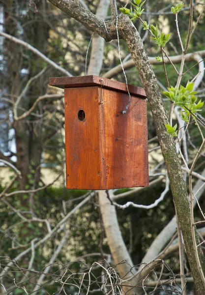 Caja de Nestin colgando en el árbol — Foto de Stock