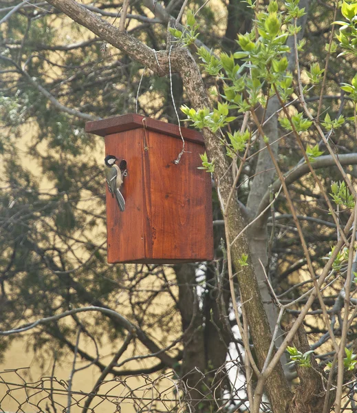 Caja de Nestin colgando en el árbol — Foto de Stock