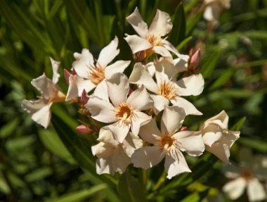 güzel güzel çiçekler